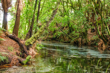 Te Puna-a-Hangurua in the Hamurana Springs, Rotorua New Zealand. There is around 4,500,00 litres of water flow out of the spring each hour.