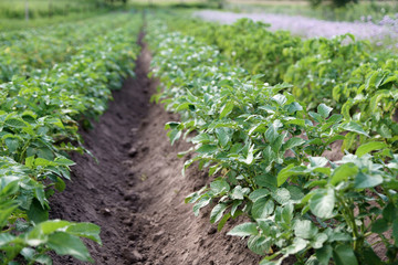 Fototapeta na wymiar green field with growing potatoes