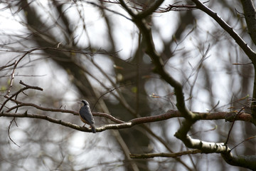 Eurasian nuthatch (Sitta europaea) singing on twig