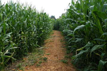 Straw Path Through a Corn Field