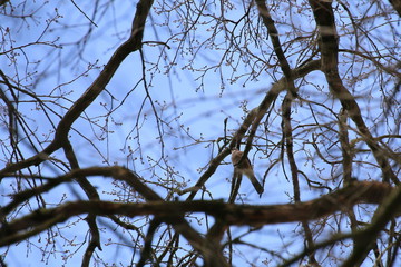 Eurasian jay (Garrulus glandarius) sitting in a tree