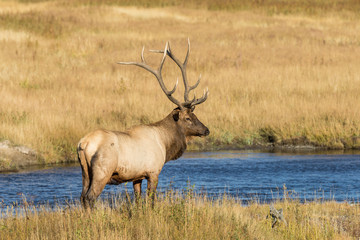 Naklejka na ściany i meble Bull Elk by River in the Rut