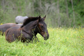siesta, cute brown foal lying in the gras