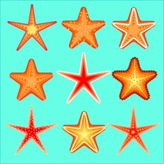 Fototapeta premium Starfish, a set of nine options