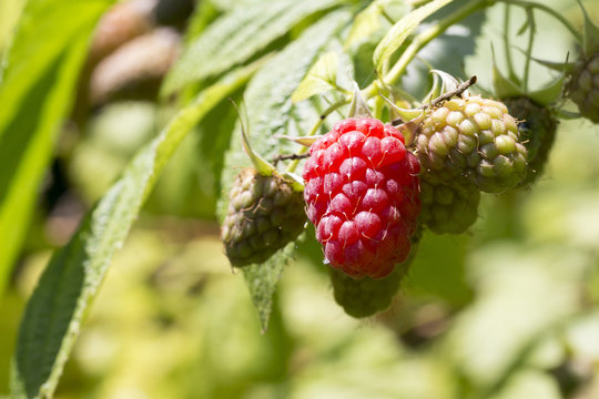 close-up of red raspberry on plant varieties Tulameen