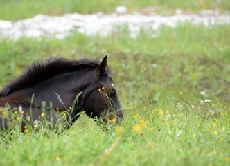 hidden behind gras,cute brown foal lying in the meadow