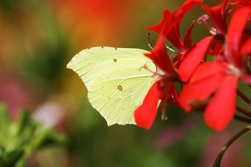 Beautiful brimstone  in a flowering geranium plant 
