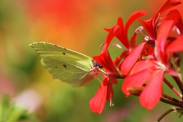  Beautiful brimstone  in a flowering geranium plant 
