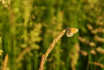 Beautiful butterfly - orange tip in a meadow