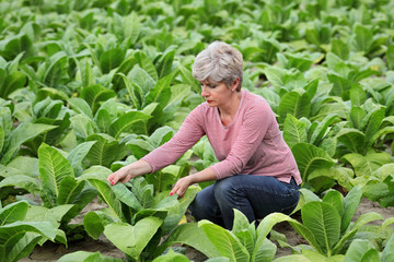 Farmer or agronomist inspect tobacco field