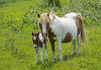 Naklejka na ściany i meble Mother and baby Palomino ponies of Grayson Highlands State Park.