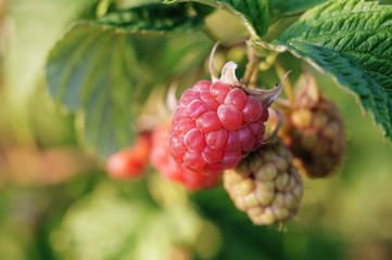 Raspberry growing on a branch