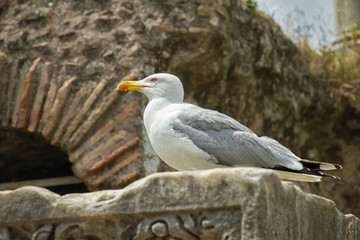 Big seagull sits on a stone
