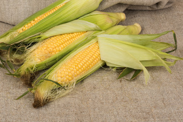 Fresh corn on the cob with green leaves closeup