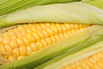 Grains of ripe corn with leaves closeup