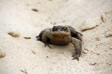 Kröte frontal