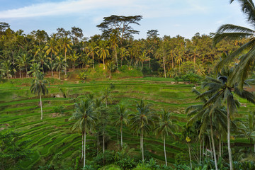 Rice fields Jatiluwih - Bali island Indonesia