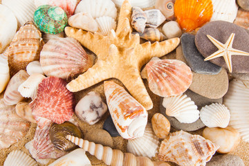 Summer background.  Sea shells with sand as background