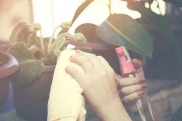 A woman cleaning flower's leaves