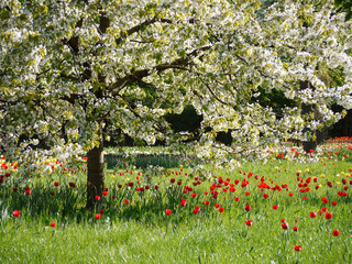 Panele Szklane  Kwitnące tulipany na łące pod kwitnącym drzewem owocowym