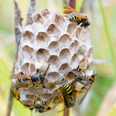 Gallische Feldwespe (Polistes dominula) auf ihrem Nest tief in der Wiese