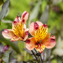 Fototapeta na wymiar closeup red and orange lily flower