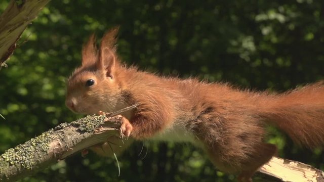 young squirrell on a tree