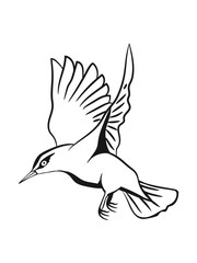 fluttering bird flying