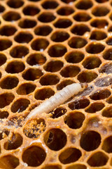 Wax moth larvae on brood comb