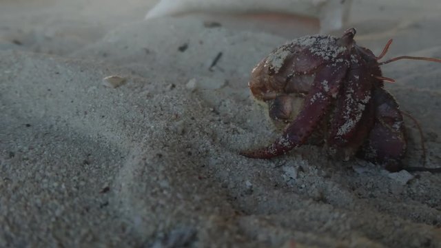 A hermit crab without a shell on the beach.
