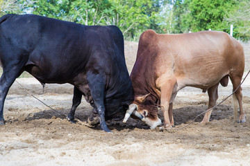 Traditional cow charges into another fighting on game of the bul