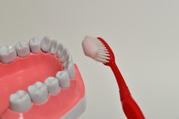 jaw and toothbrush, dental care concept