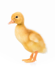 Cute domestic duckling, isolated on white background