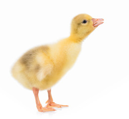 Cute little newborn gosling, isolated on a white background