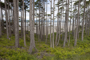 Grove of trees by the ocean.