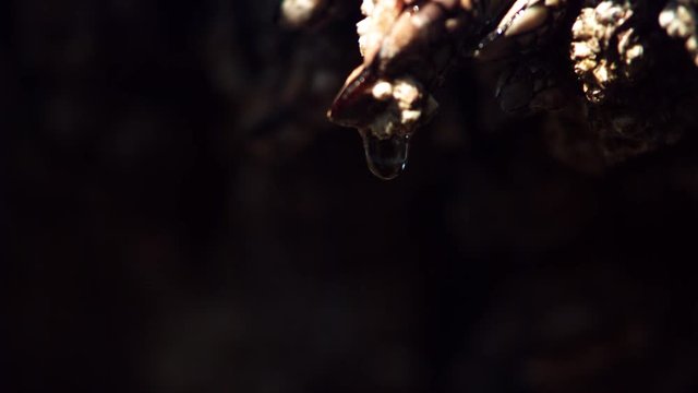 Close-up barnacle with water drop falling in ultra-slow motion