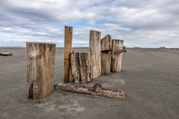 Logs stood up on beach.