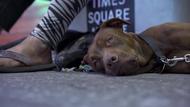 Dog laying next to owner on city streets during evening hours.
