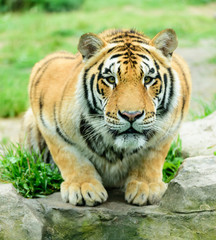tiger face