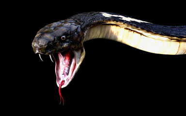 Naklejka premium Close-Up Of 3d King cobra snake attack isolated on black background