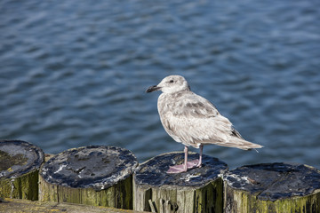 Juvenile seagull perched on posts.
