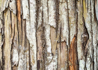 vintage wooden bark texture