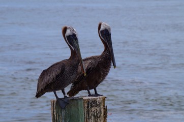Pelicans on a Post