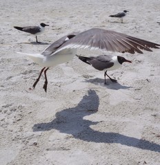 Gull Landing 