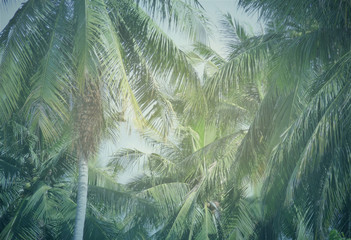 palms background retro vintage modern mix