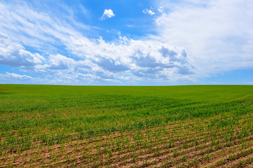 Fototapeta na wymiar A flat green field with dramatic sky as seen in Egnar, Colorado