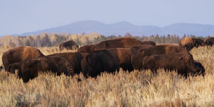 bison herd grazing at Grand Tetons National Park in Wyoming
