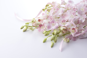 Fototapeta premium ピンク色のデンファレとリボン