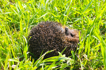 Hedgehog on green grass