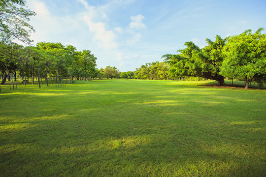 morning light in public park and green grass garden field ,tree